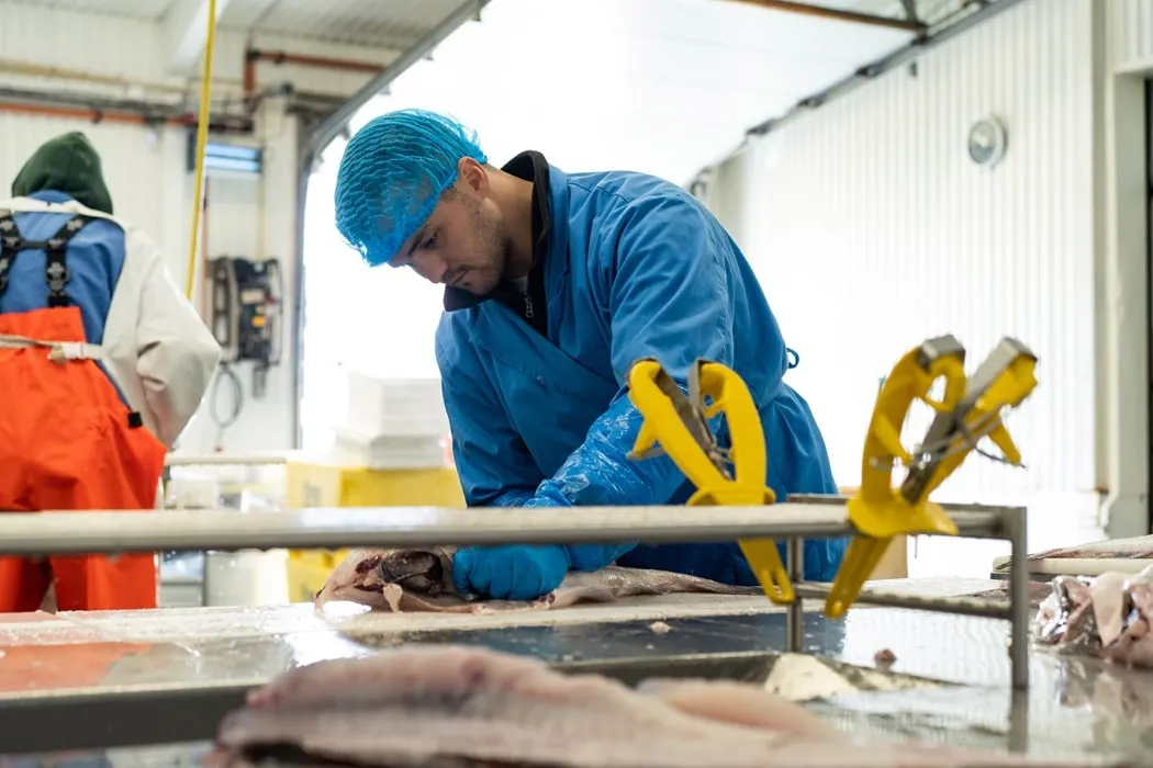 Le poisson est transformé dans un bâtiment de production d'un grossiste en crevettes