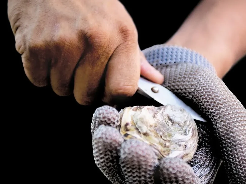 Oyster eröffnet bei Austern Grosshandel im Holland