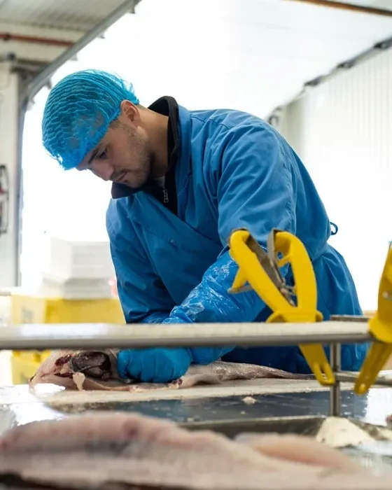 Ein Angestellter bei der Arbeit an der Filetierlinie eines Aalgroßhändlers